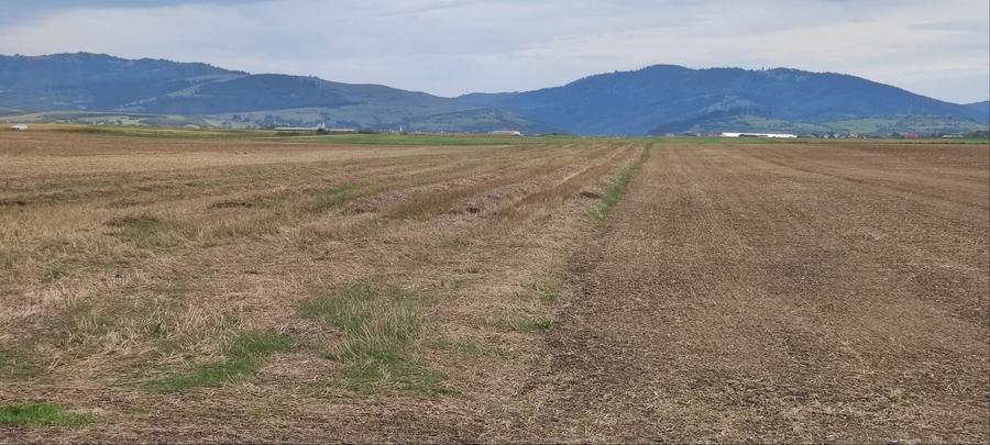 Teren agricol extravilan de 10000 mp, în Cărpiniș