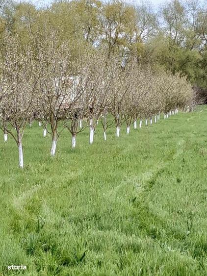 De vanzare teren extravilan in Sfantu Gheorghe - 4