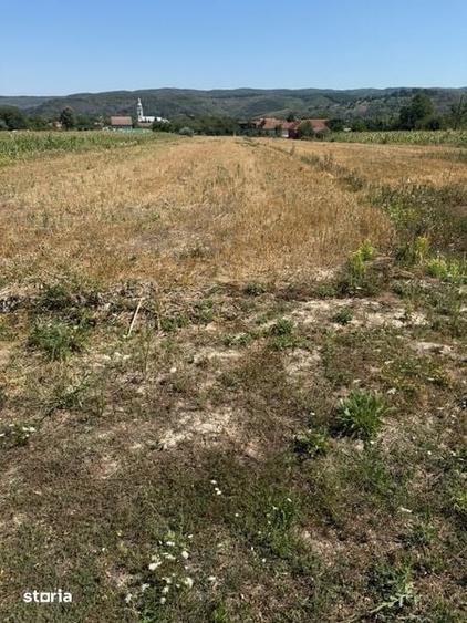 Teren de 3100 mp, în Brusturi