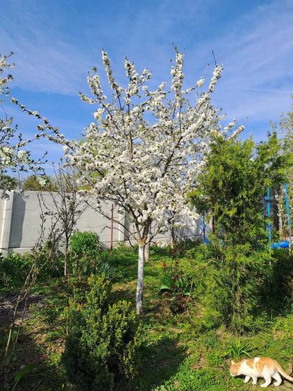 Casă cu 6 camere cu Teren 5600 Mp în Potlogi