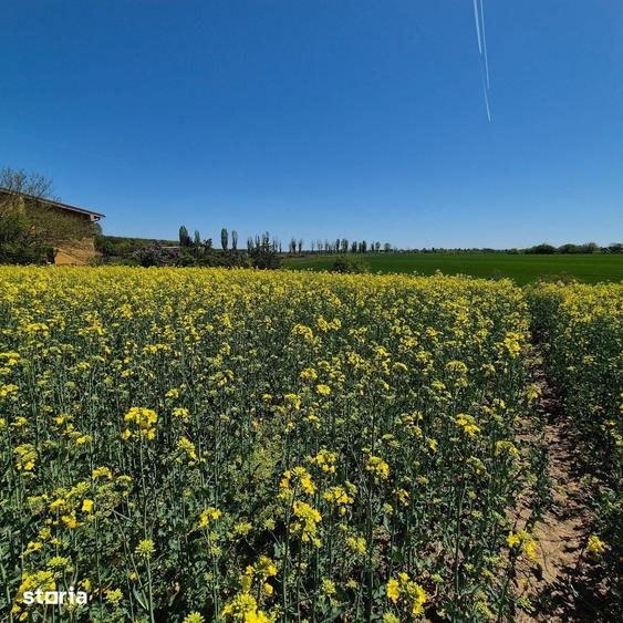 Teren de 5000 mp, în Ciolpani