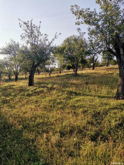 Teren de 2700 mp, în Dobreni