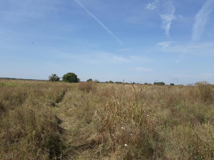 Teren agricol intravilan de 6000 mp, în Bolintin-Vale