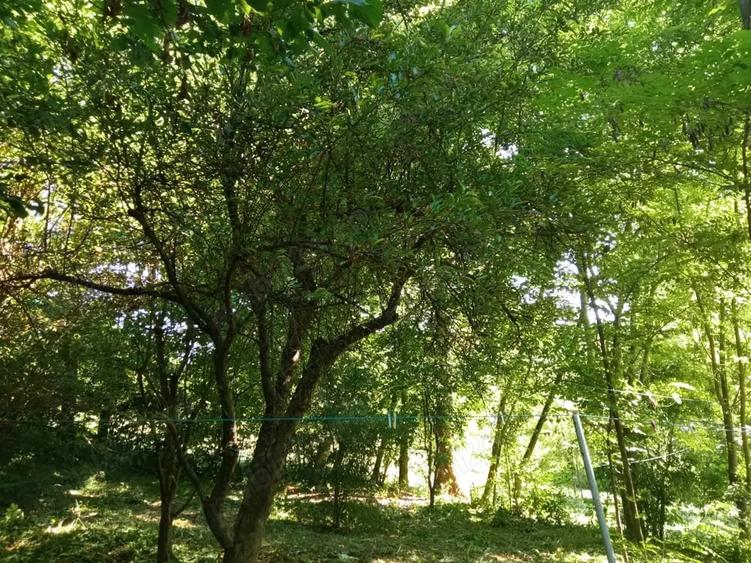 Teren de 1000 mp, în Vărbila