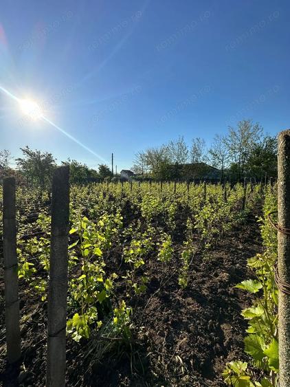 Casă cu Teren 1167 Mp în Băneasa