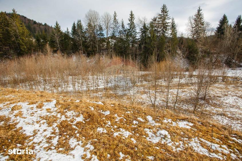 Teren de 49000 mp, în Borca