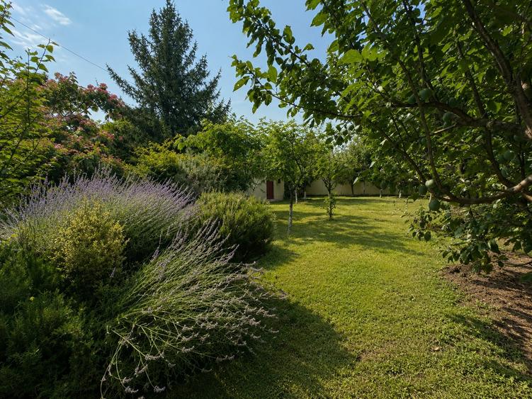 Luxury Residence with Pool and 1000 sqm Garden | Iancu Nicolae - 6