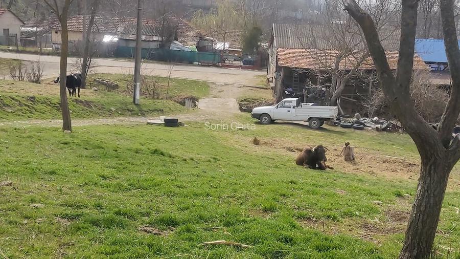 Teren de vanzare, Racovi?eni, Buzau