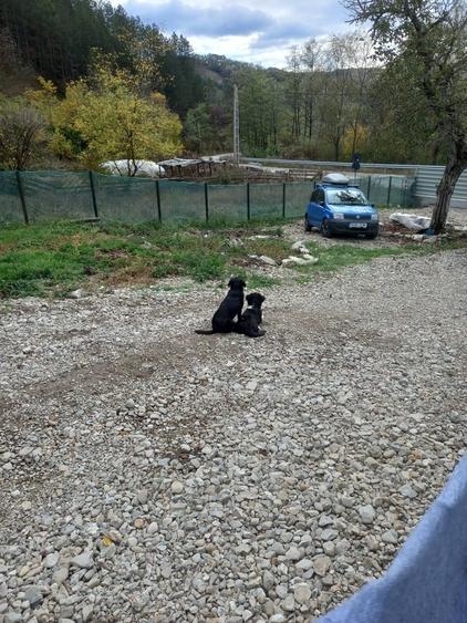 Casă cu 4 camere cu Teren 8000 Mp în Pruni