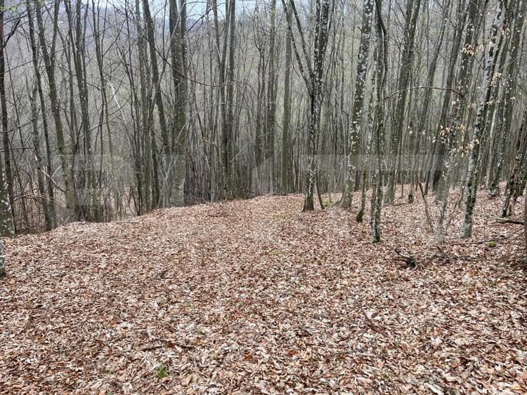 Teren extravilan de vanzare, 3.5 ha padure + pasune in Comuna Borod - 8