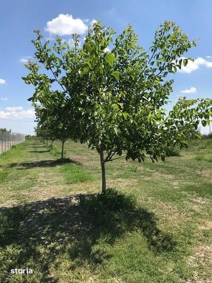 Teren de 370000 mp, în Pietroasele