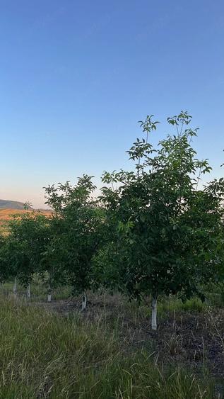 Teren de 10000 mp, în Marca