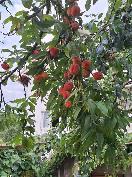 Casă cu 4 camere în Bejan