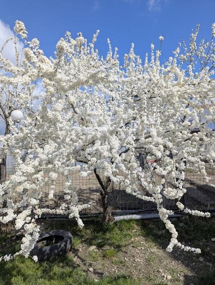 Casă cu 4 camere cu Teren 1600 Mp în Valea Stânii