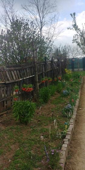 Casă cu Teren 1125 Mp în Micălaca