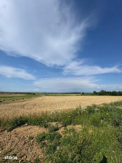 Teren de 3632 mp, în Viile Satu Mare