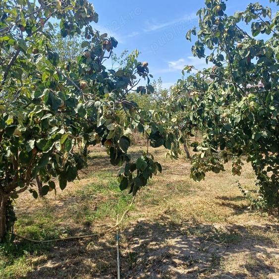 Casă cu 6 camere cu Teren 714 Mp în Săbăreni