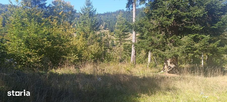 Teren de 5000 mp, în Ceahlău