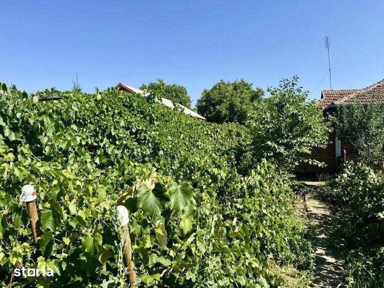 Casă cu 3 camere cu Teren 3000 Mp în Lipia