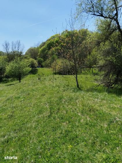 Teren de 7795 mp, în Golești
