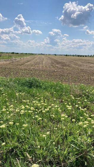 Teren agricol extravilan de 5855 mp, în Clinceni