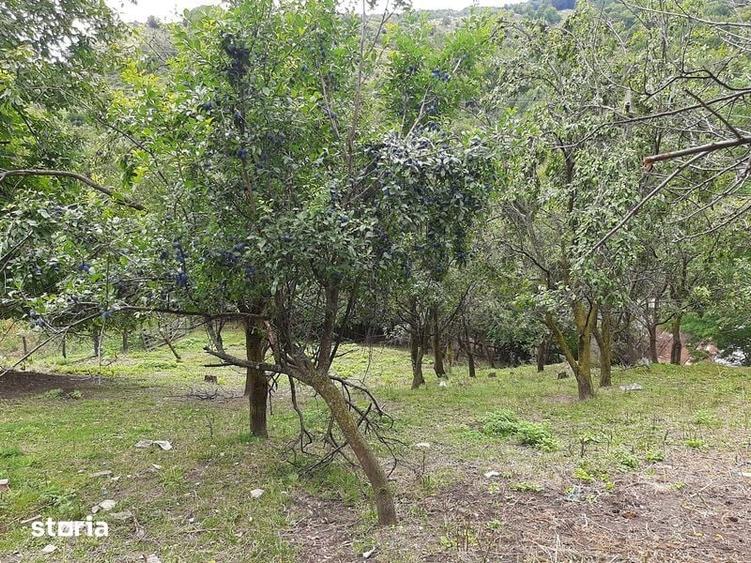 Teren de 1262 mp, în Chiojdu