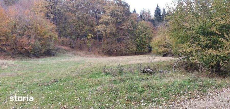 Teren de 50000 mp, în Calvini
