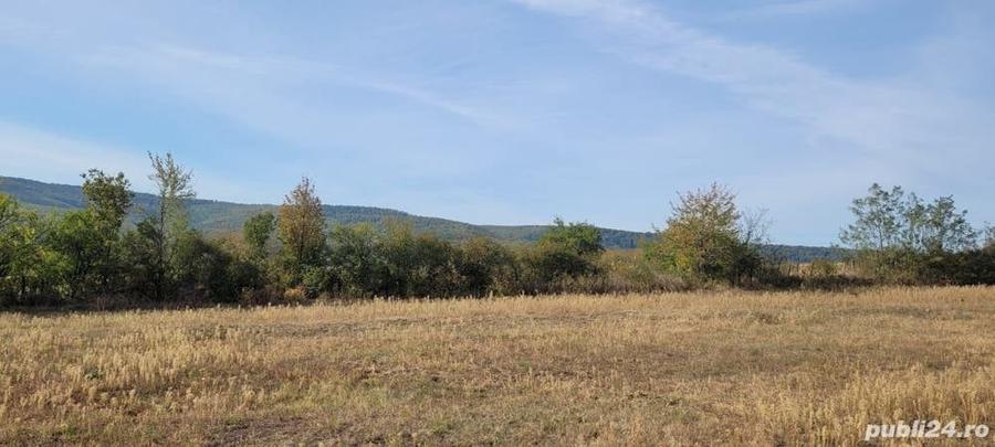 Teren de 11030 mp, în Chițoc