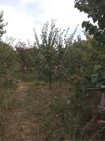 Casă cu Teren 2000 Mp în Răcari