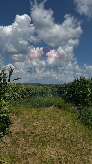 Teren agricol extravilan de 6000 mp, în Costâna