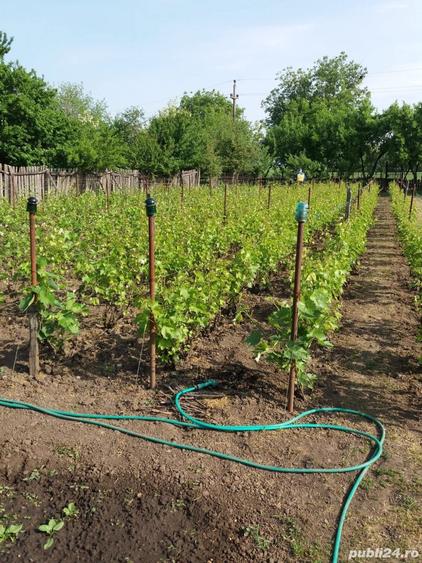 Casă cu 5 camere cu Teren 1800 Mp în Vădastra