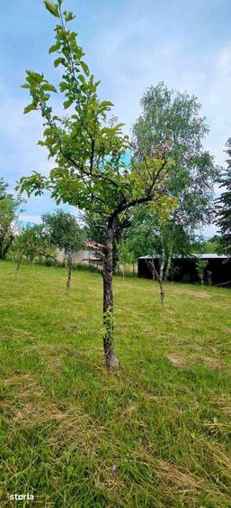 Casă cu 3 camere cu Teren 2952 Mp în Cerna