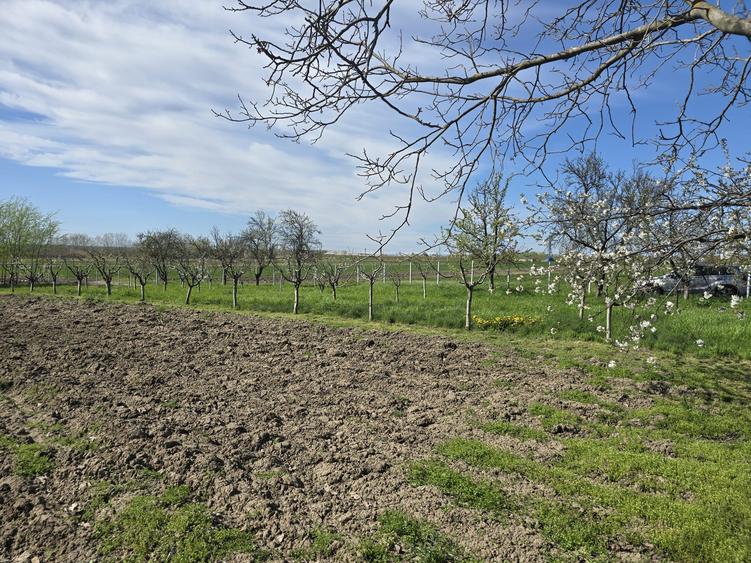 Teren Construcții intravilan de 1300 mp, în Curtișoara