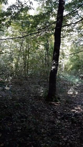 Teren agricol extravilan de 80000 mp, în Filipeștii de Pădure
