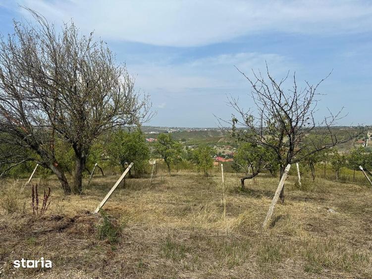 Teren de 1665 mp, în Podgoria