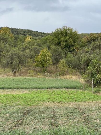Teren de 1602 mp, în Petrindu