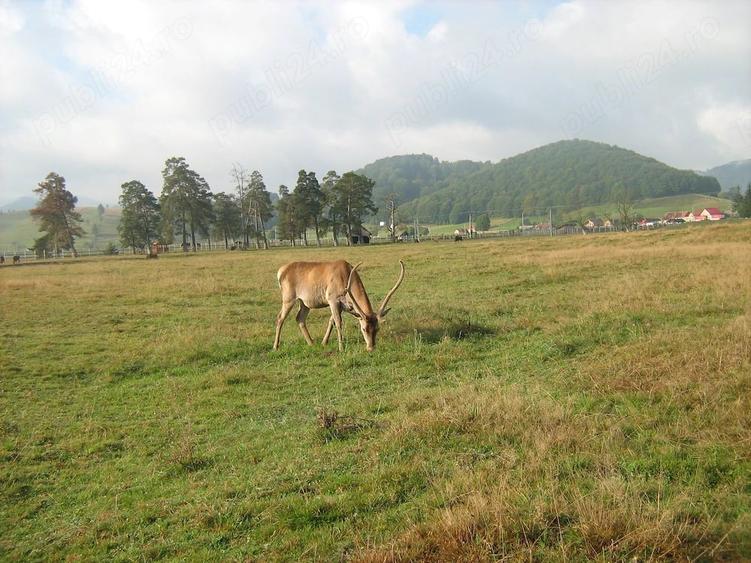 Teren de 13816 mp, în Vama Buzăului
