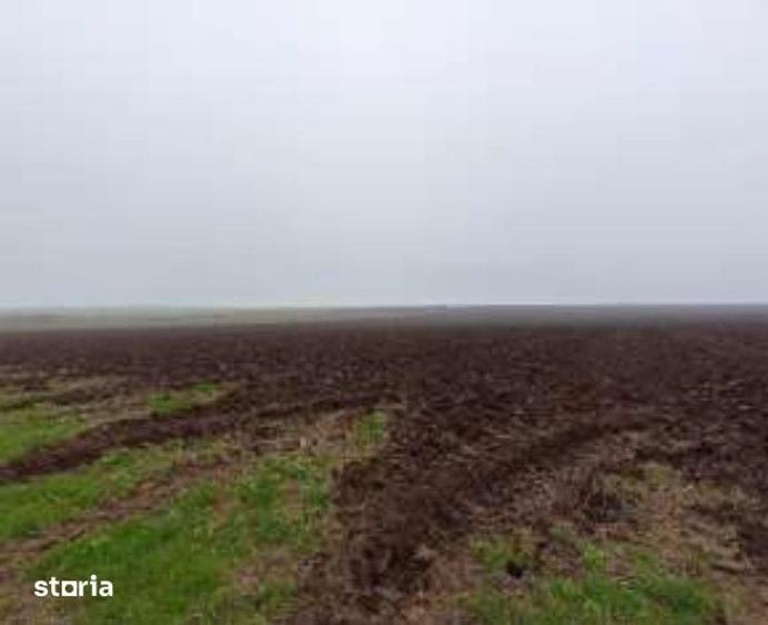 Teren de 15000 mp, în Limanu