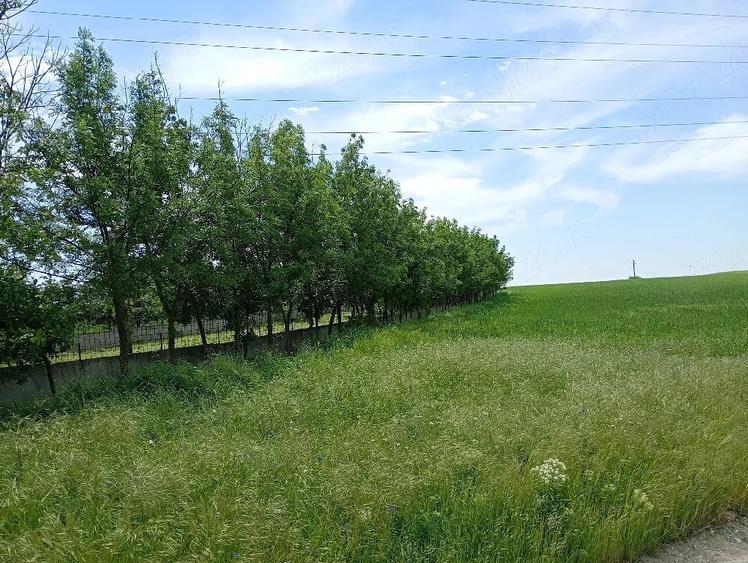 Casă cu 2 camere cu Teren 3500 Mp în Central