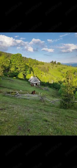 Teren de 50000 mp, în Petelei