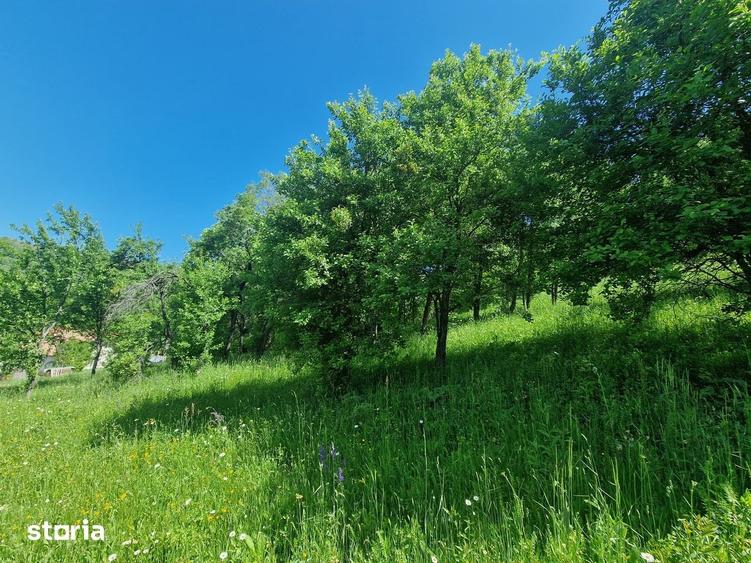 Teren de 3186 mp, în Poiana