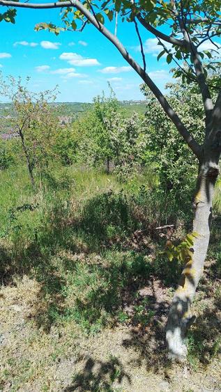 Vand un teren extratabular pe dealul Viilor in Oradea - 7