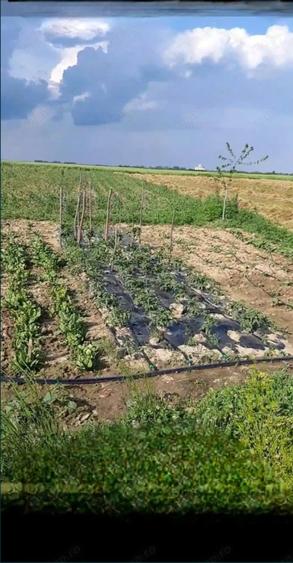 Teren de 6471 mp, în Obad