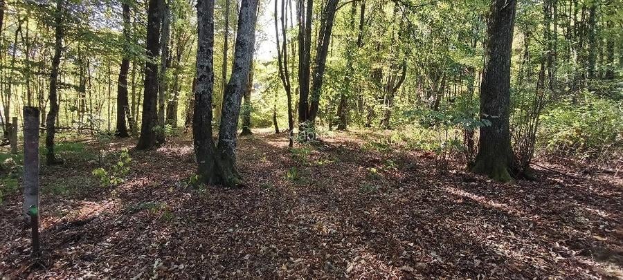 TEREN Intravilan 500-1000mp | Cadru natural deosebit | OCAZIE DE INVESTITIE