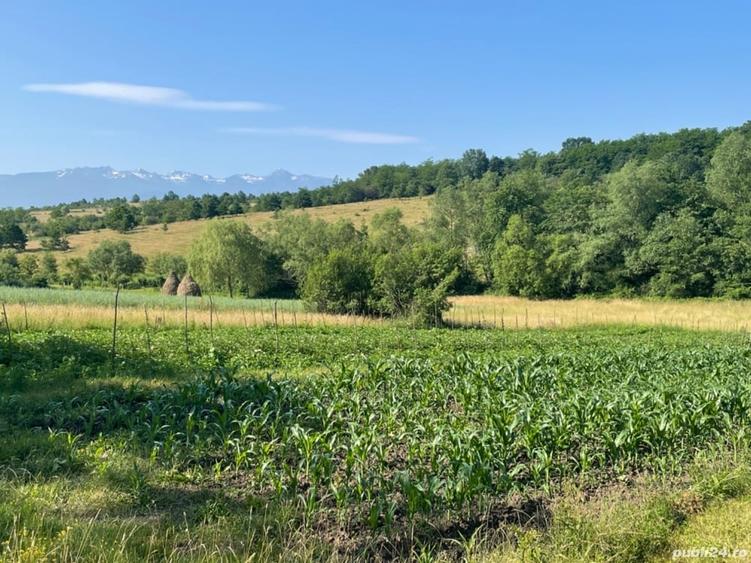 Teren de 2500 mp, în Central