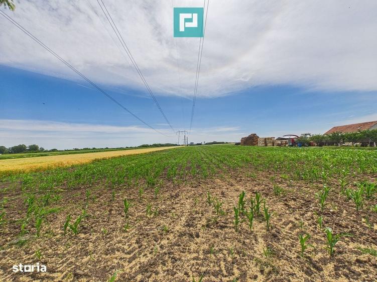 Teren extravilan in suprafata de 10.000 mp, Arad - 2