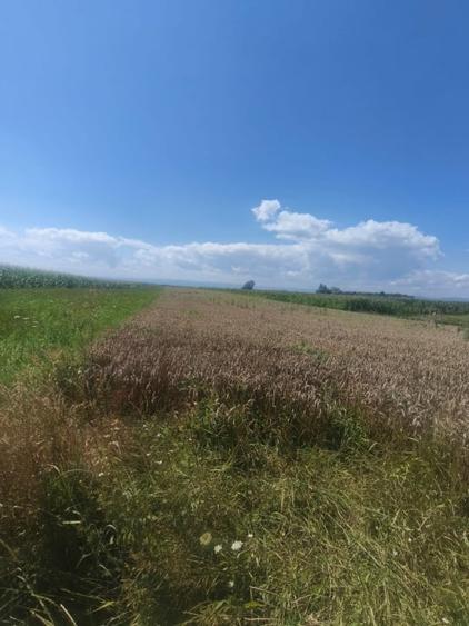 Teren Construcții intravilan de 10000 mp, în Măneuți