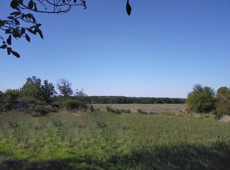 Teren Construcții intravilan de 1950 mp, în Moara Vlăsiei