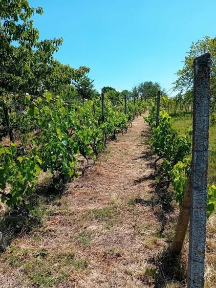 Teren intravilan 68 Ari cu Casa 80 mp Viile Satu Mare - 3
