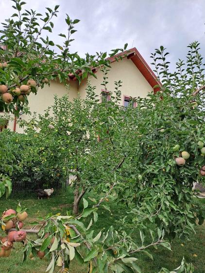 Casă cu 4 camere decomandat cu Teren 2000 Mp în Central
